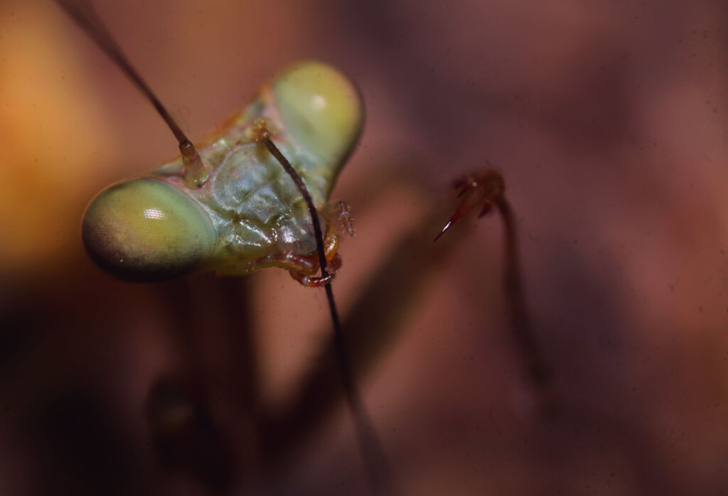 Hierodula majuscula L2 nymph (No Pseudopupil) - Groom time