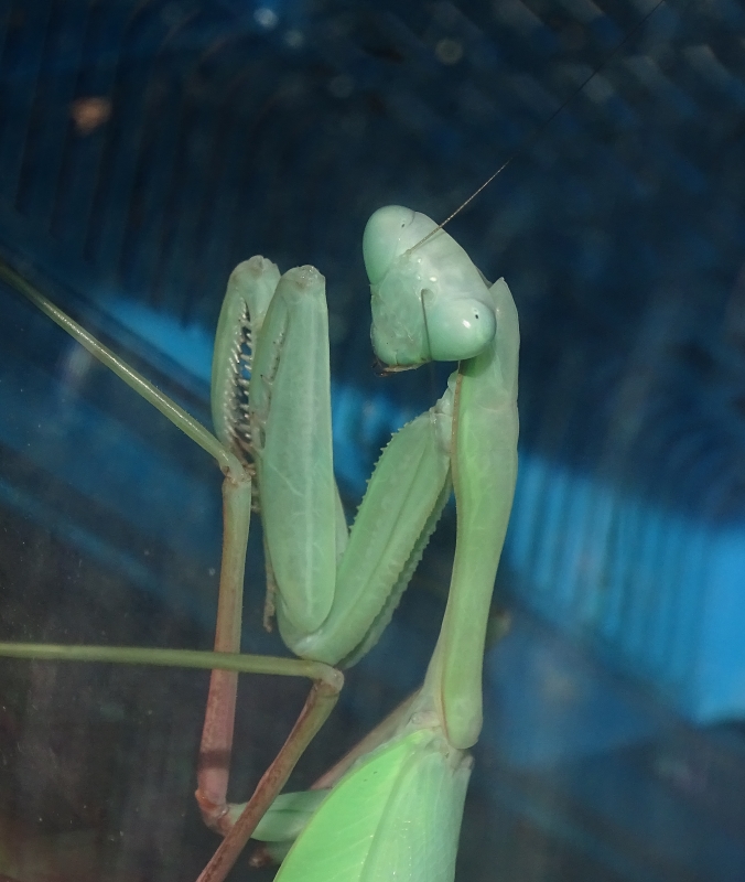 Hierodula membranacea