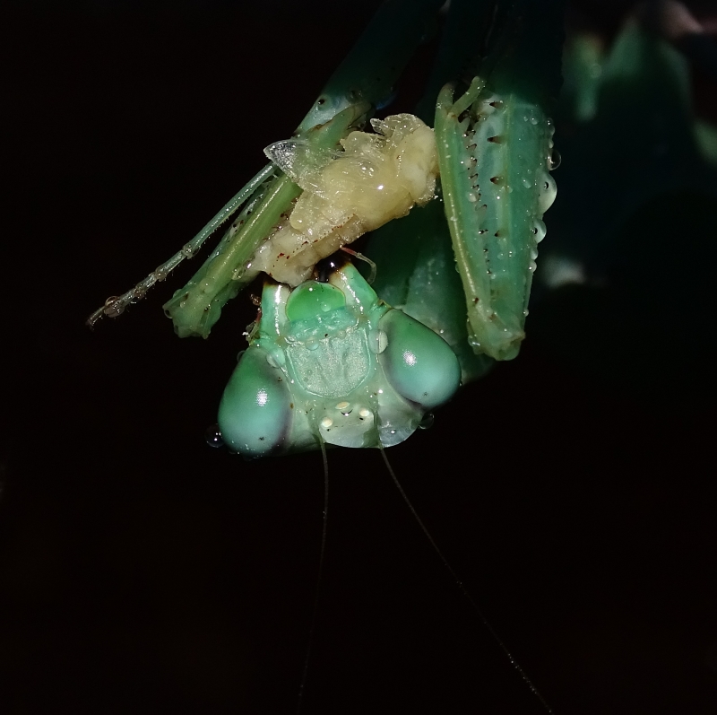 Hierodula membranacea