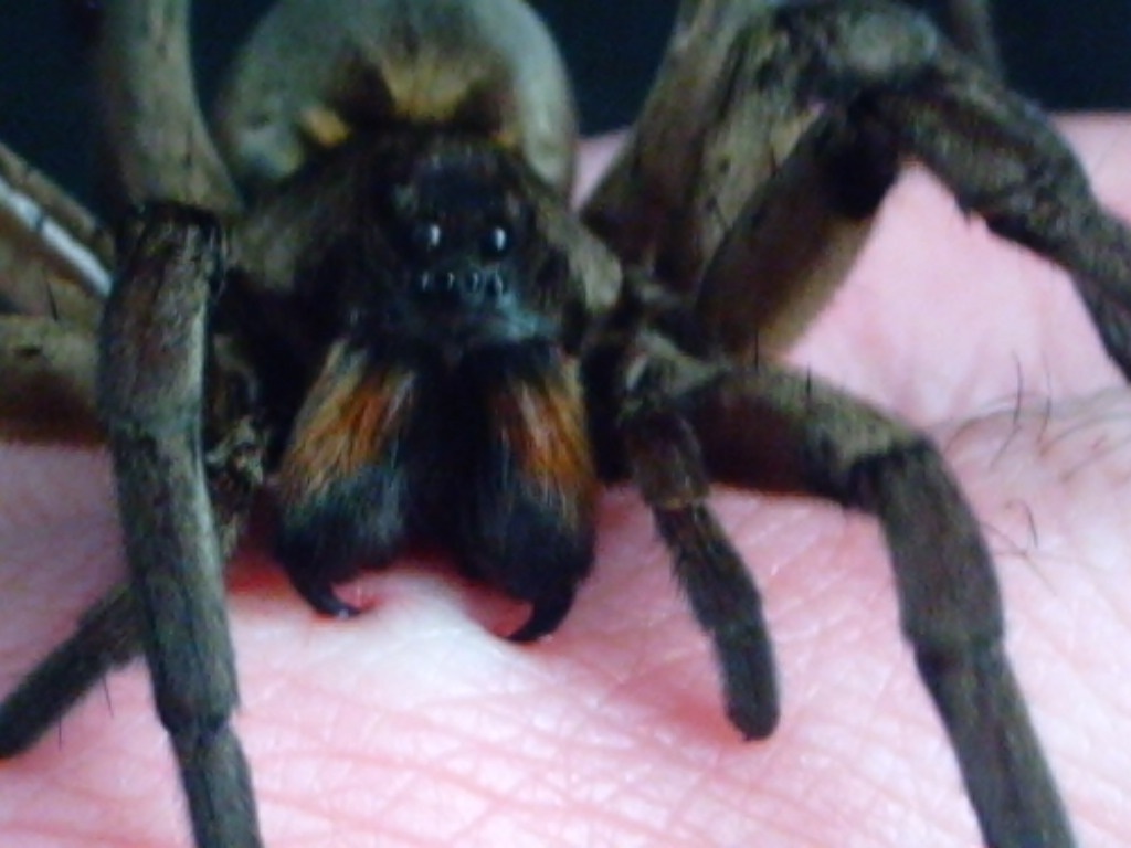 Hogna Carolinensis? Female "Emma" Biting Me