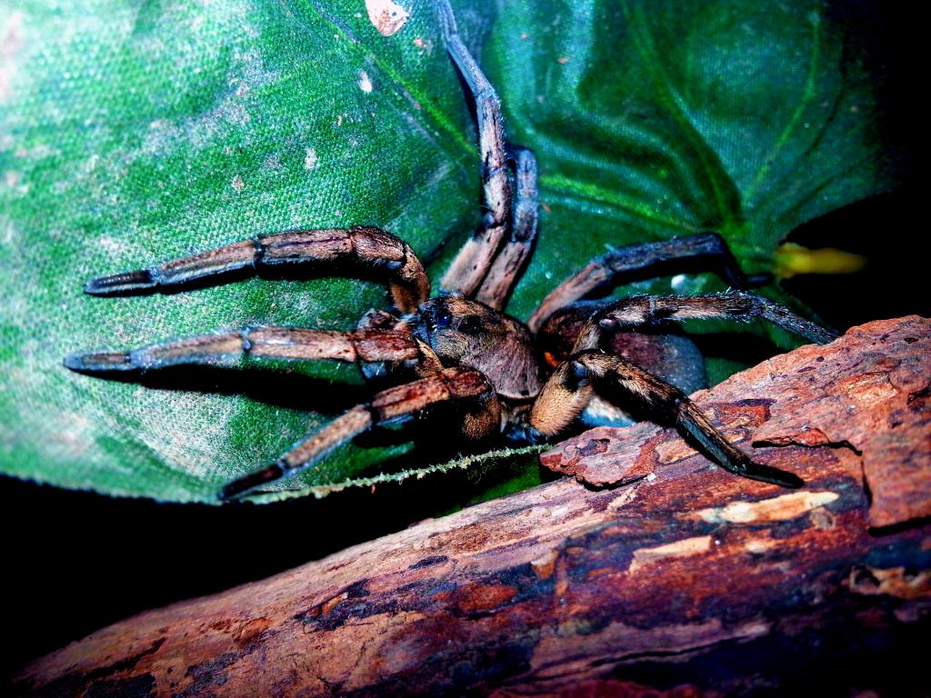 Hogna carolinensis Resting on Leaf