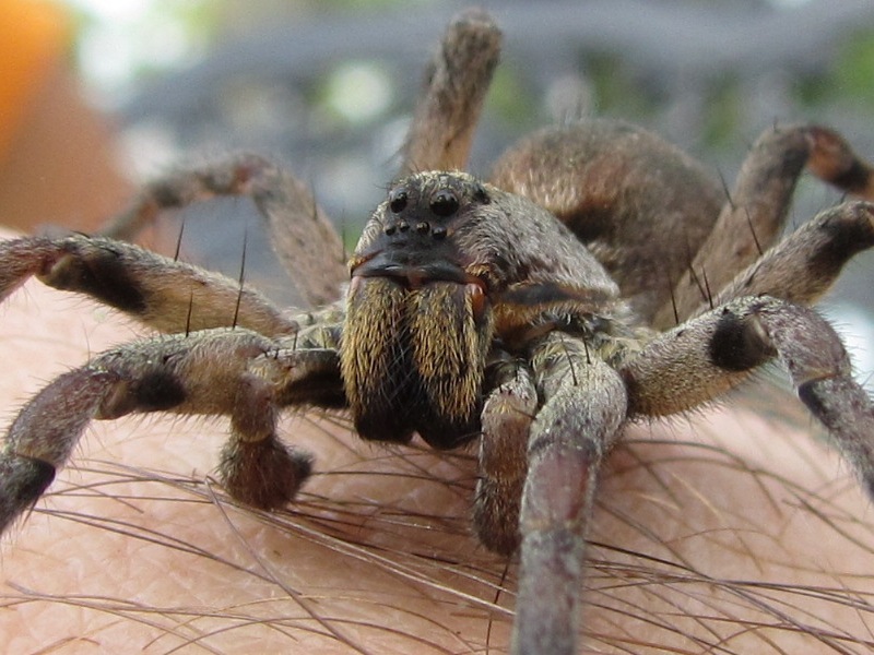 Hogna Carolinensis? Subadult Male