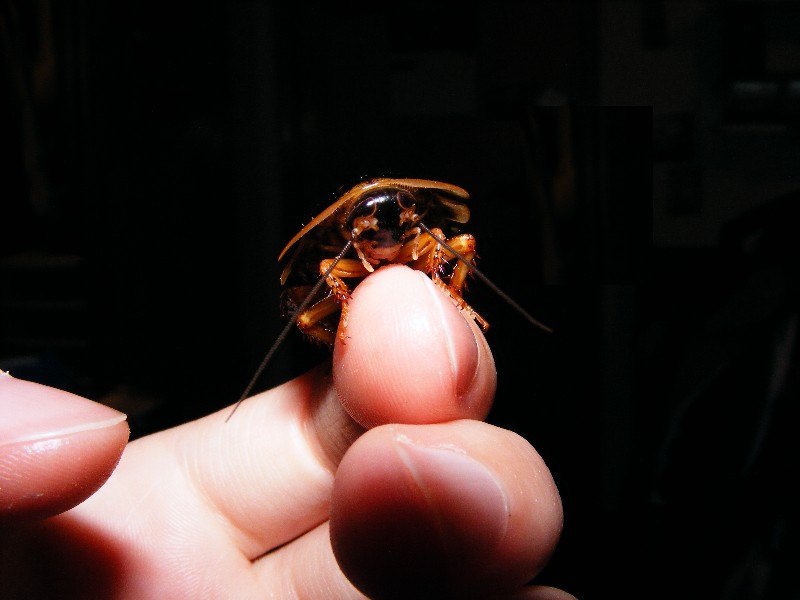 Holding B. dubia