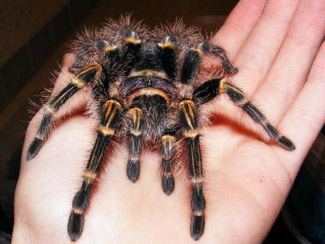 Holding G. aureostriata