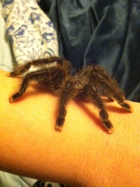 Holly, A. avicularia