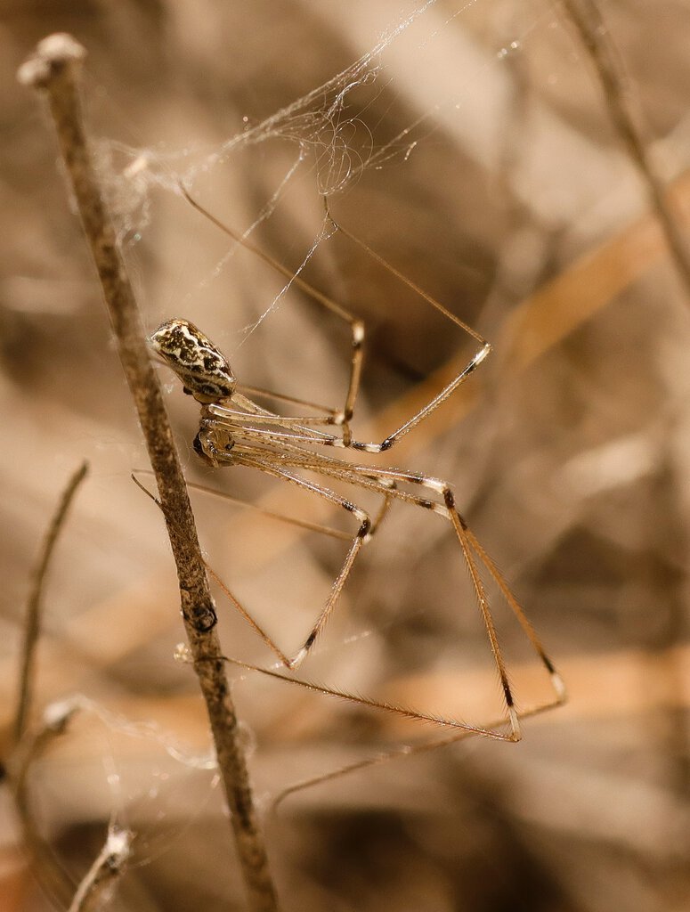 Holocnemus pluchei from Turkey