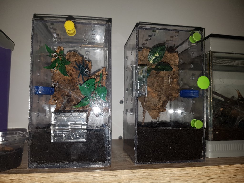 Home made aboreal sling enclosures.