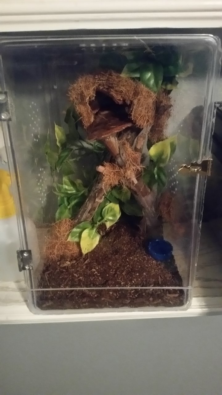 Homemade Arboreal habitat