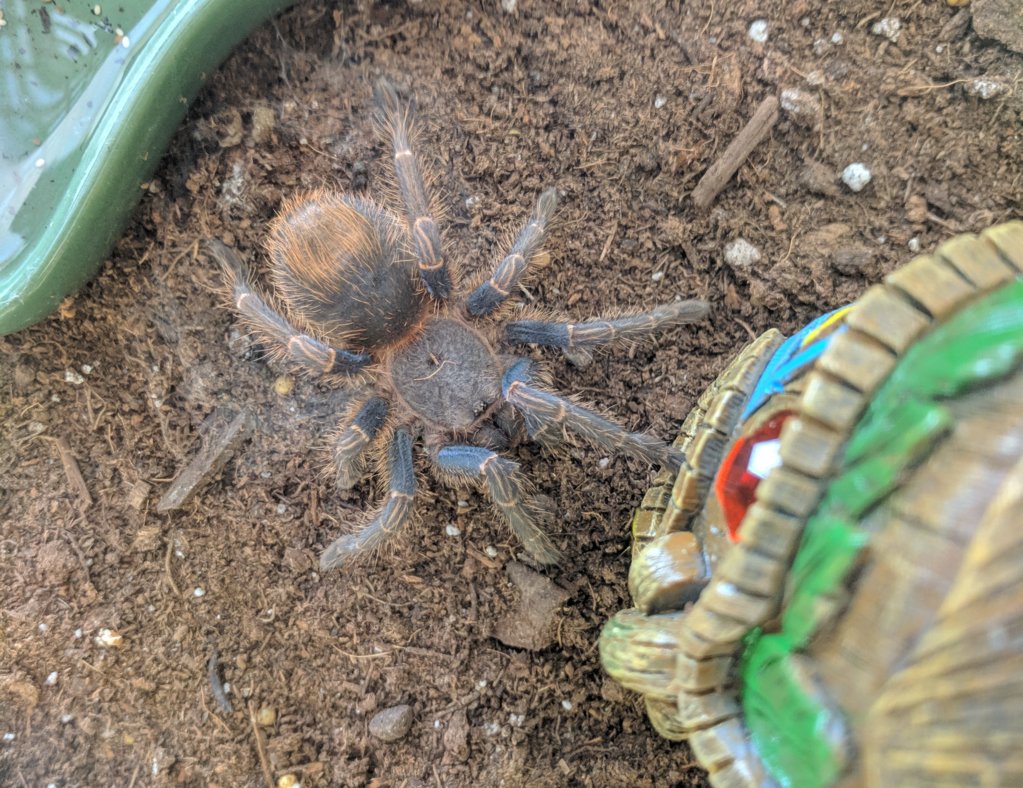 Homoeomma sp Blue 2 Peru