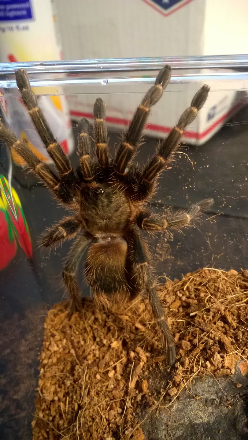 Homoeomma sp blue female