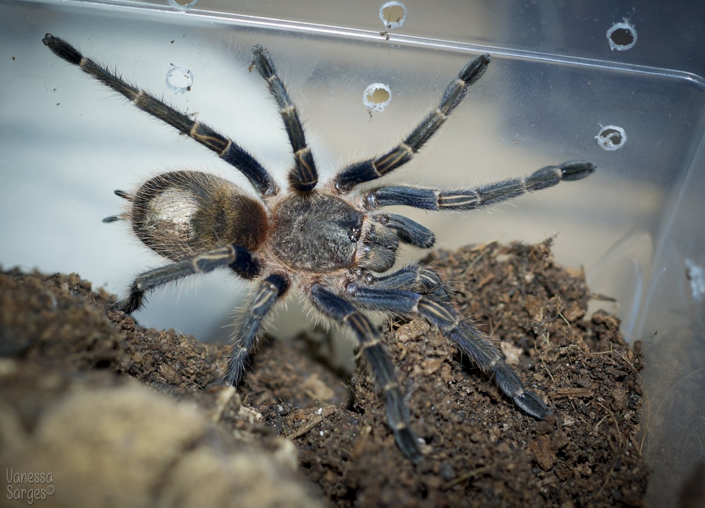 Homoeomma sp. Blue Juvenile Female - 3"