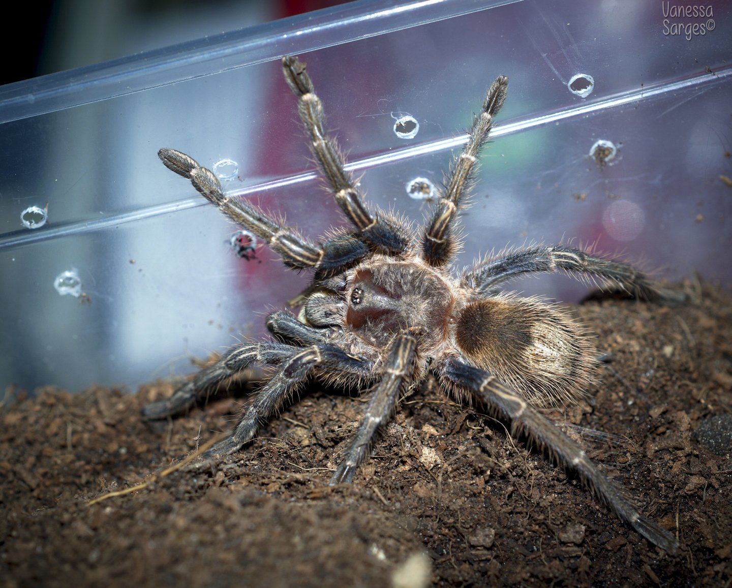 Homoeomma sp. Blue Juvenile Female - 3"