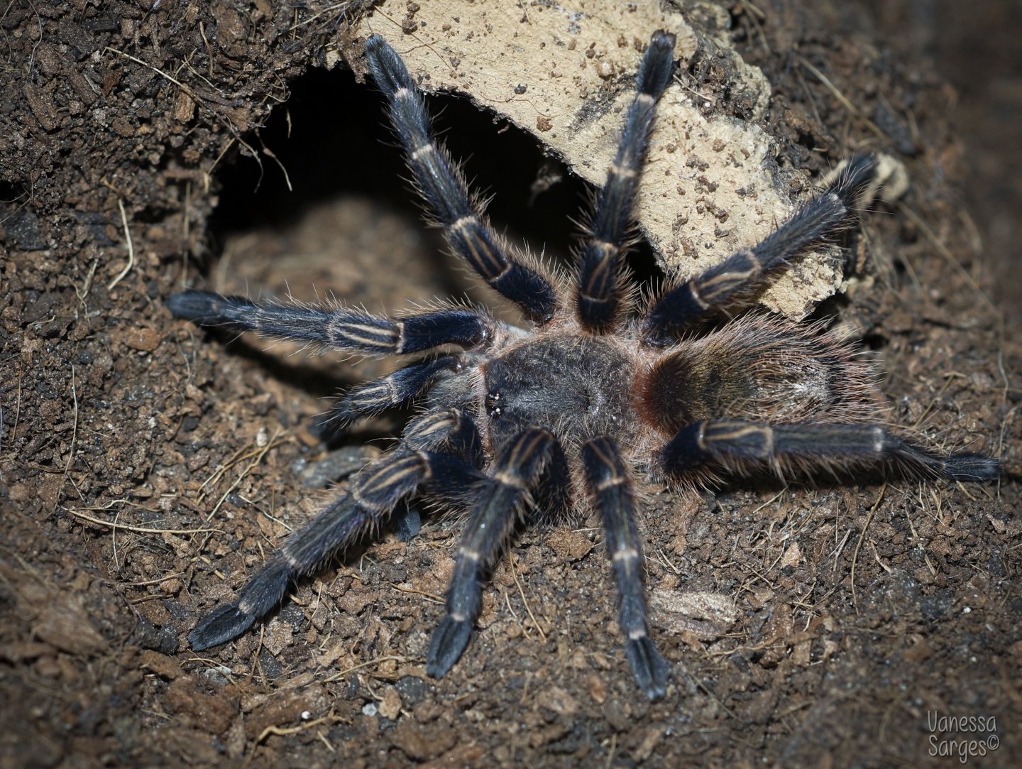 Homoeomma sp. Blue Juvenile Female