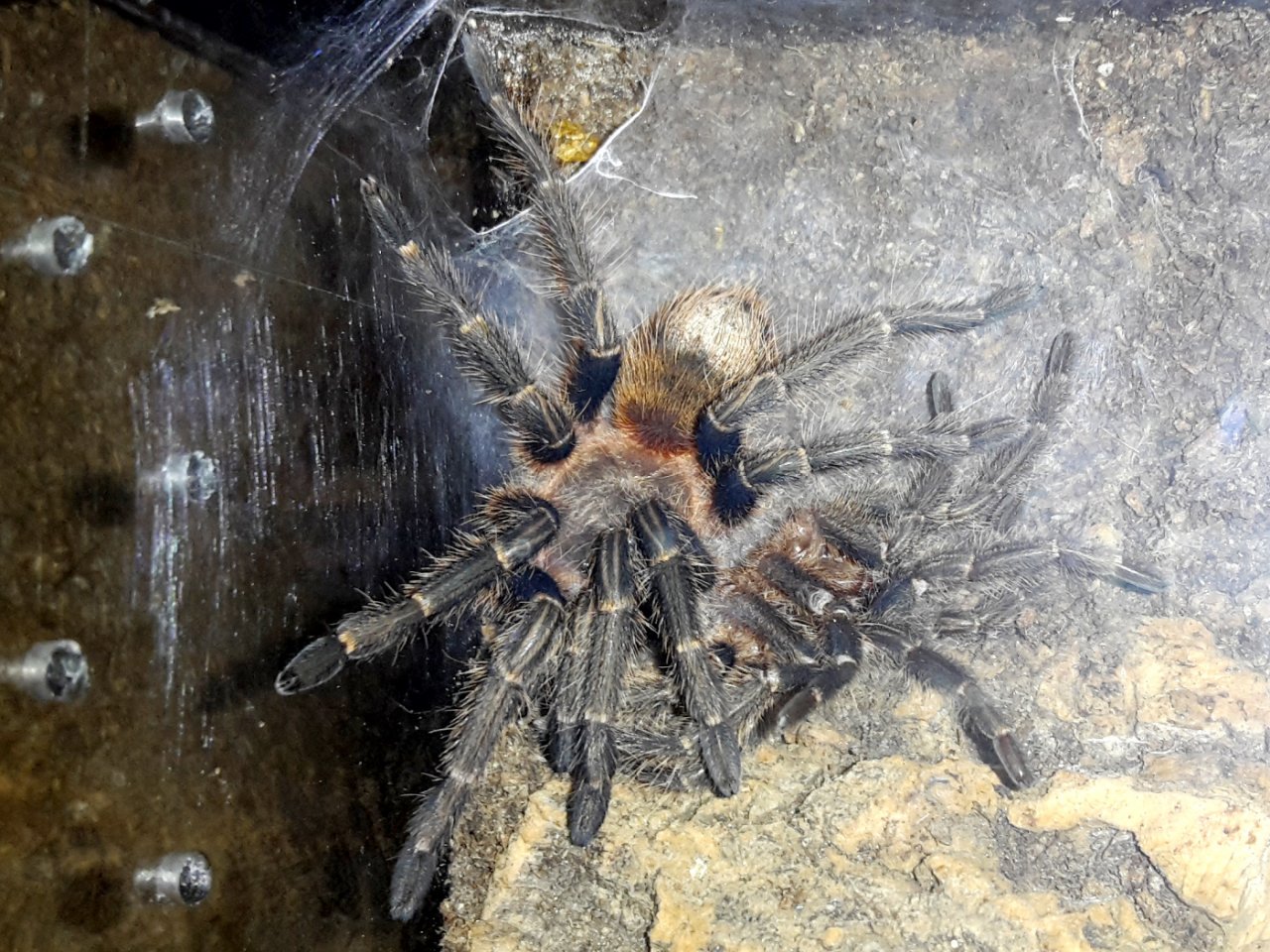 Homoeomma sp. "blue Peru"