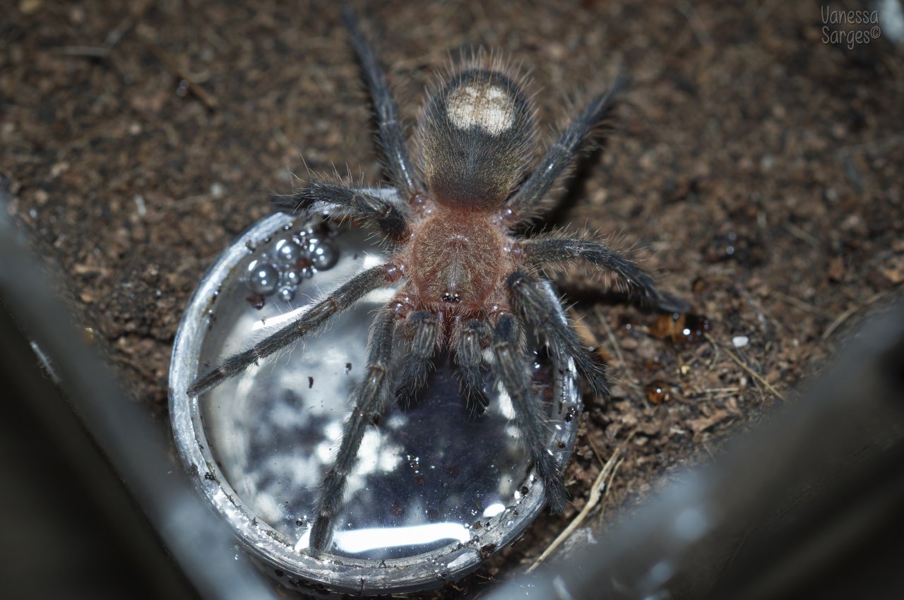 Homoeomma sp. Blue Spiderling