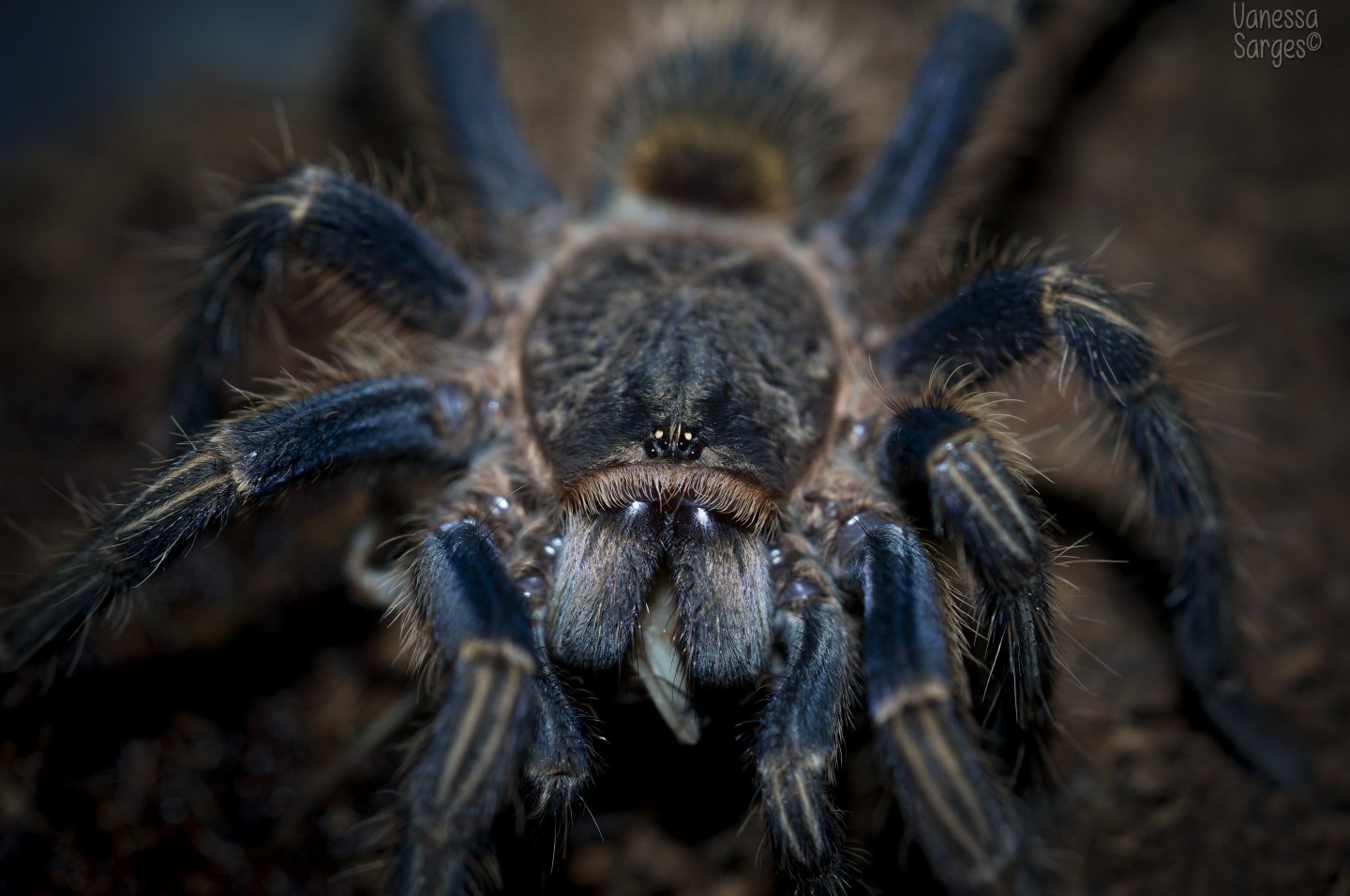 Homoeomma sp. Blue/Thrixopelma lagunas