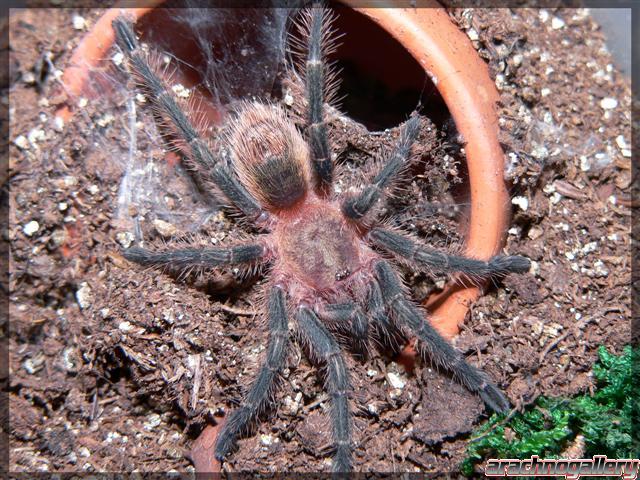 Homoeomma sp. "Blue"