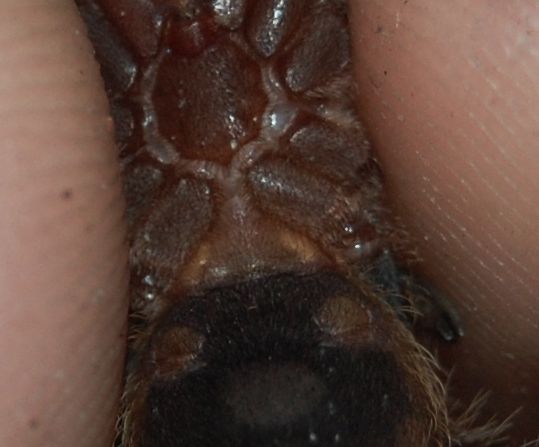 homoeomma sp. 'blue'