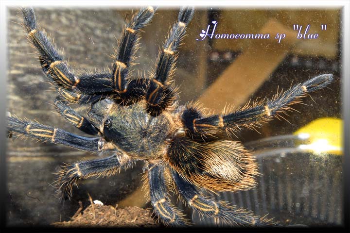 Homoeomma sp "blue"