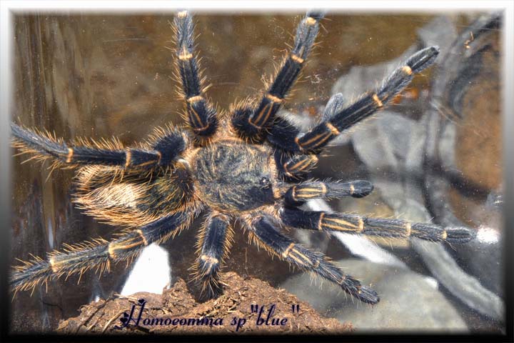 Homoeomma sp "blue"