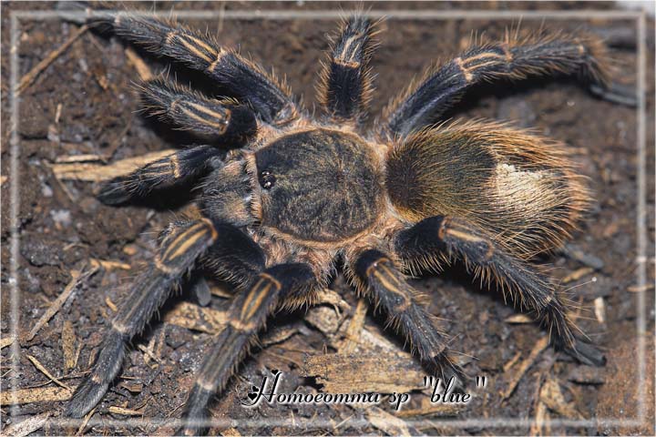 Homoeomma sp "blue"