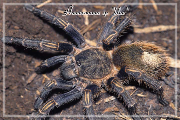 Homoeomma sp "blue"