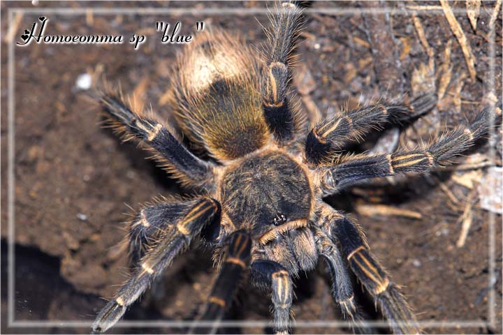 Homoeomma sp "blue"