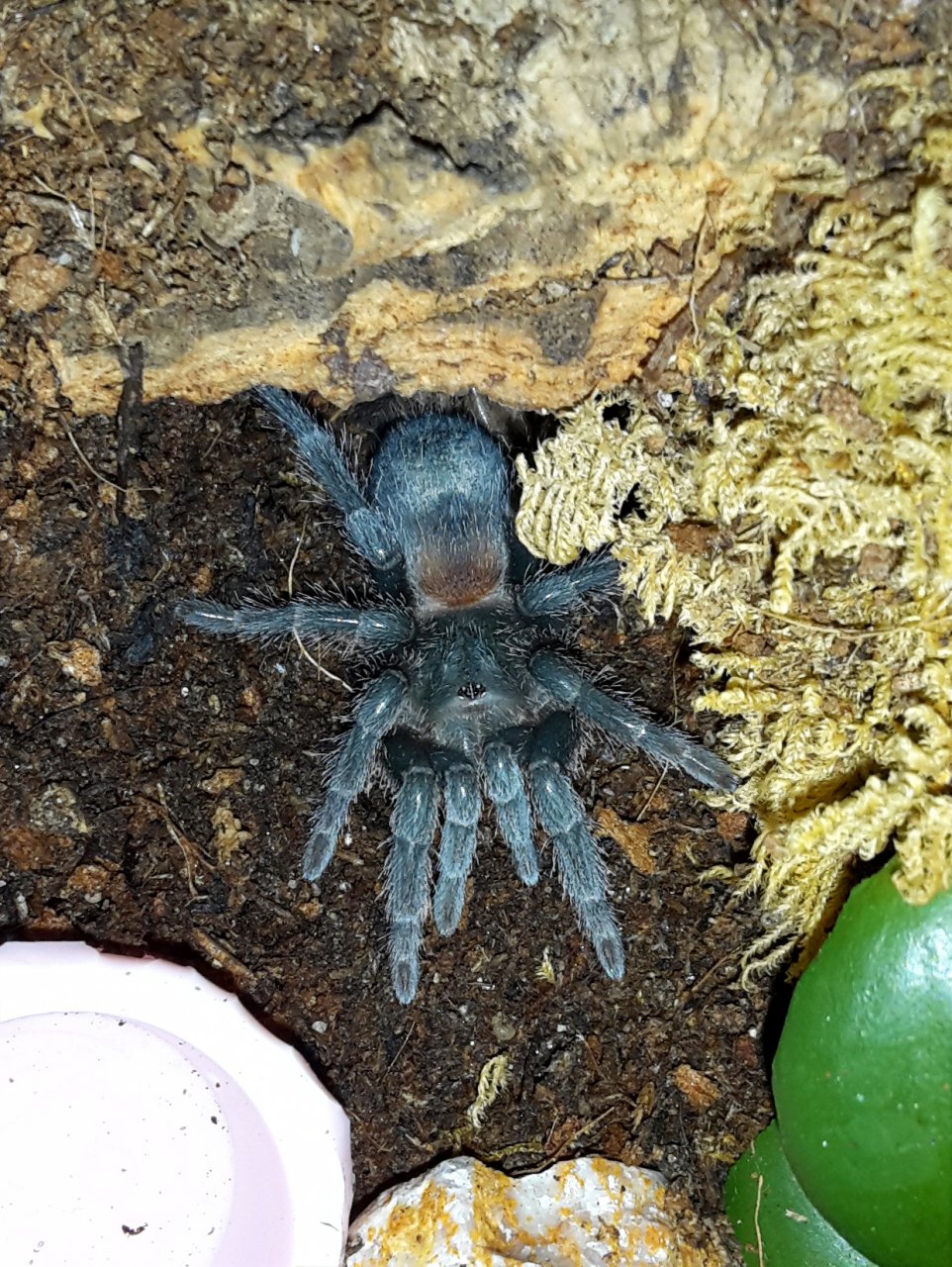 Homoeomma sp. fire