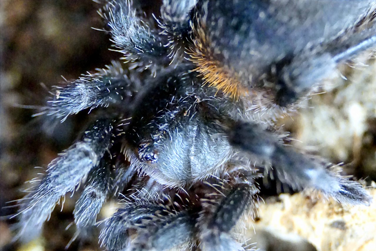 Homoeomma sp. fire