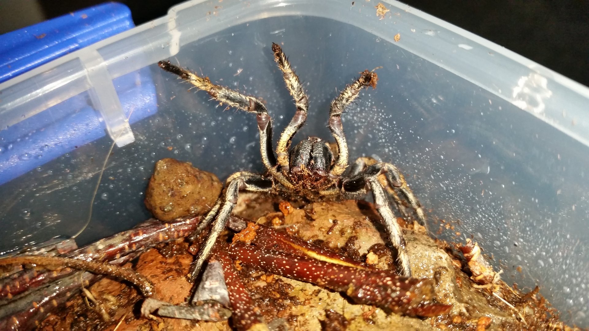 Homogona sp. rehoused