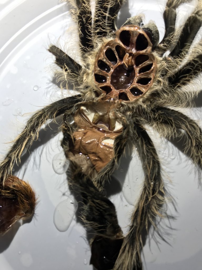 Honduran Curly Hair Male Or Female Arachnoboards