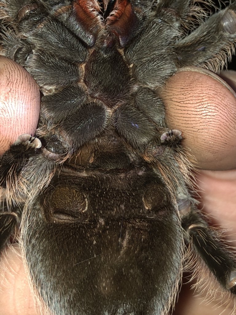 Honduran Curly Hair Tarantula Arachnoboards