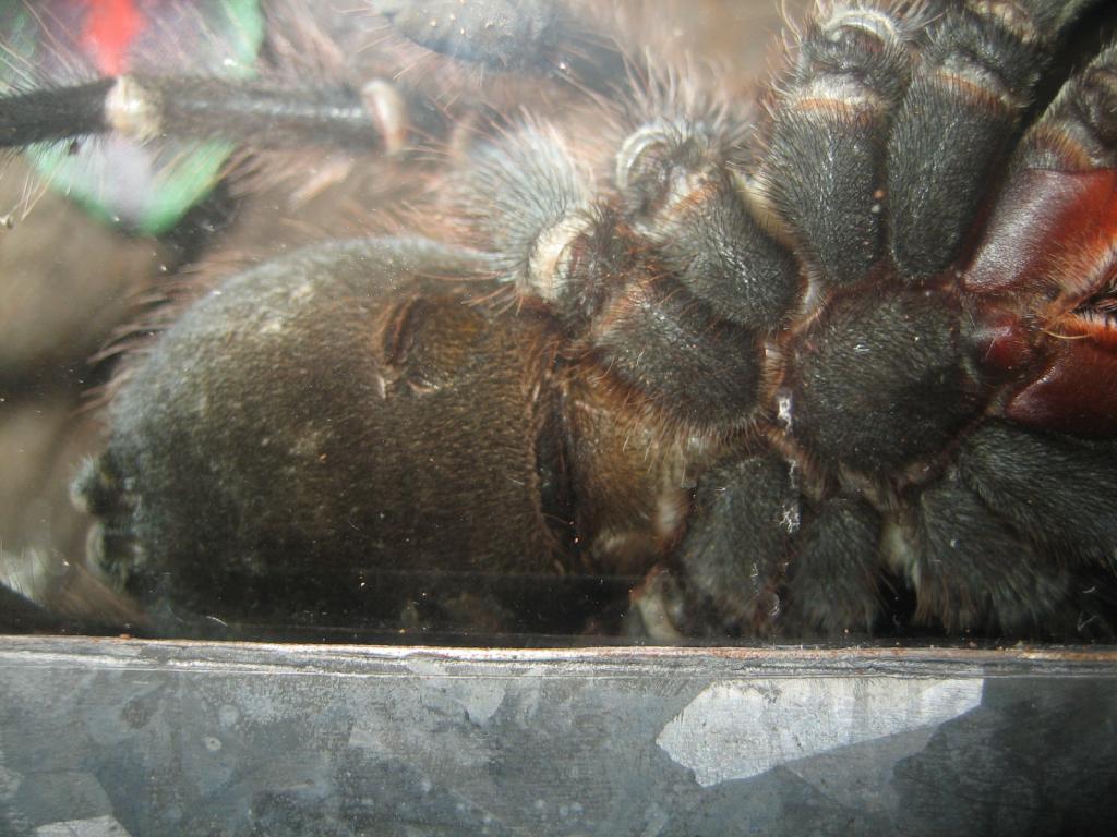 Hope its female (Phormictopus auratus)