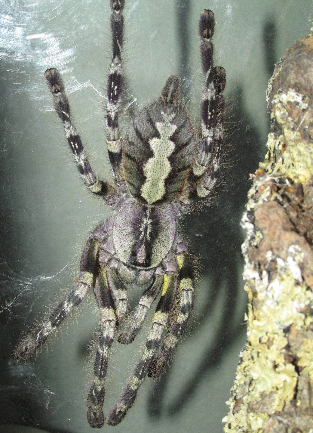 Hopefully gravid P. striata