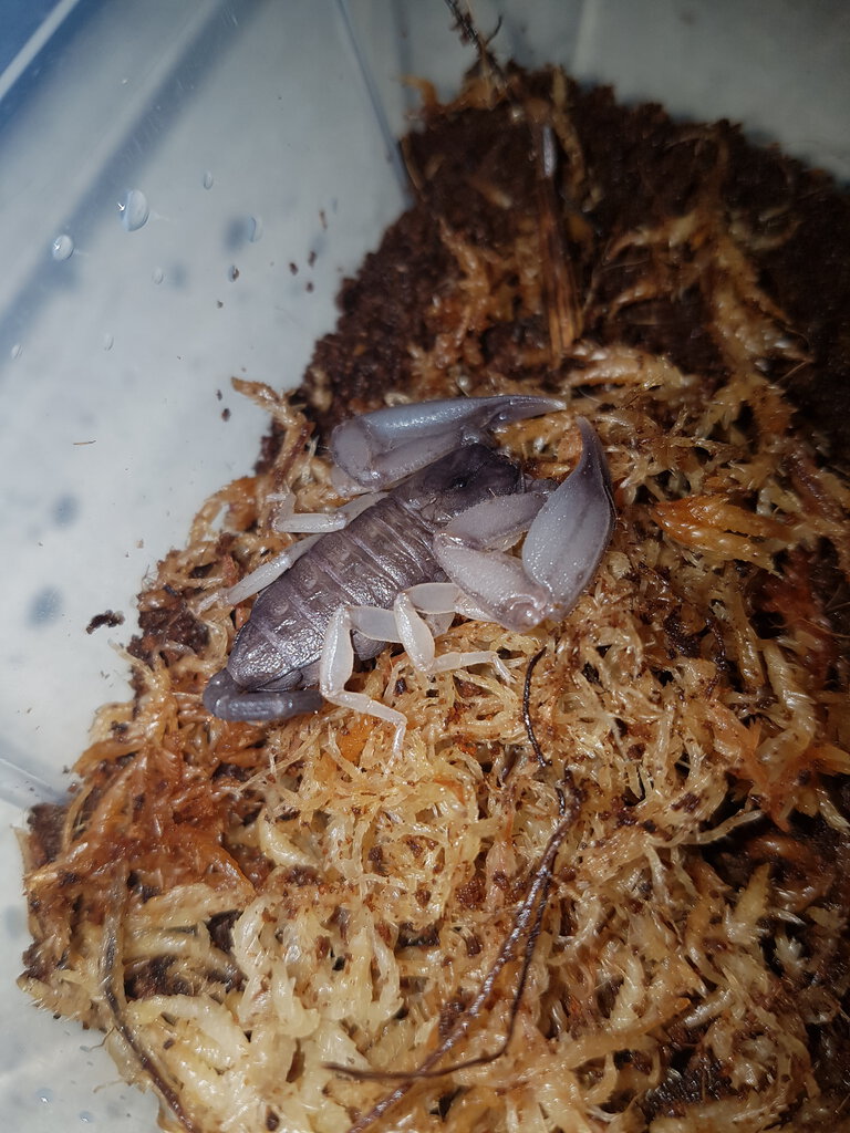 Hormurus waigiensis freshly molted