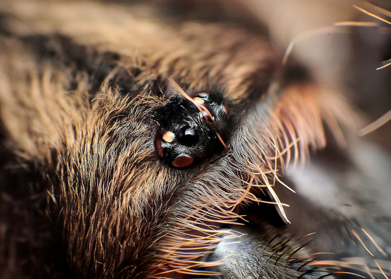 Horned Baboon Tarantula