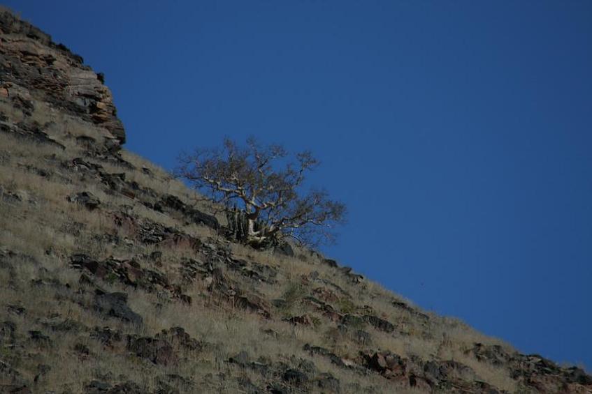 Hottentotta arenaceus habitat in Namibia