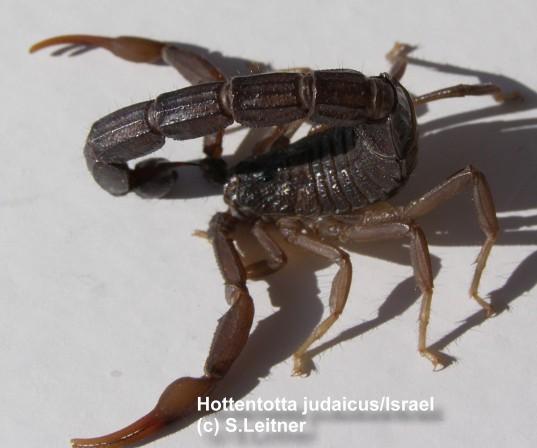 Hottentotta judaicus from ISRAEL