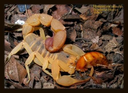 HOttentotta Tamulus Male (Red Indian Scorpion)