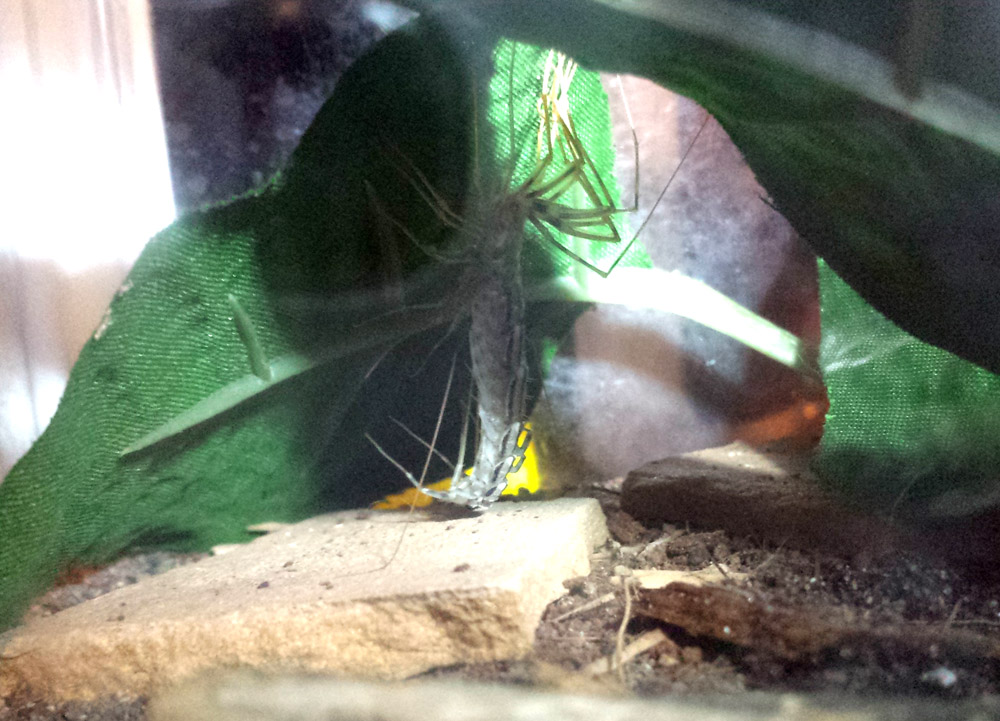 House Centipede mid-shed