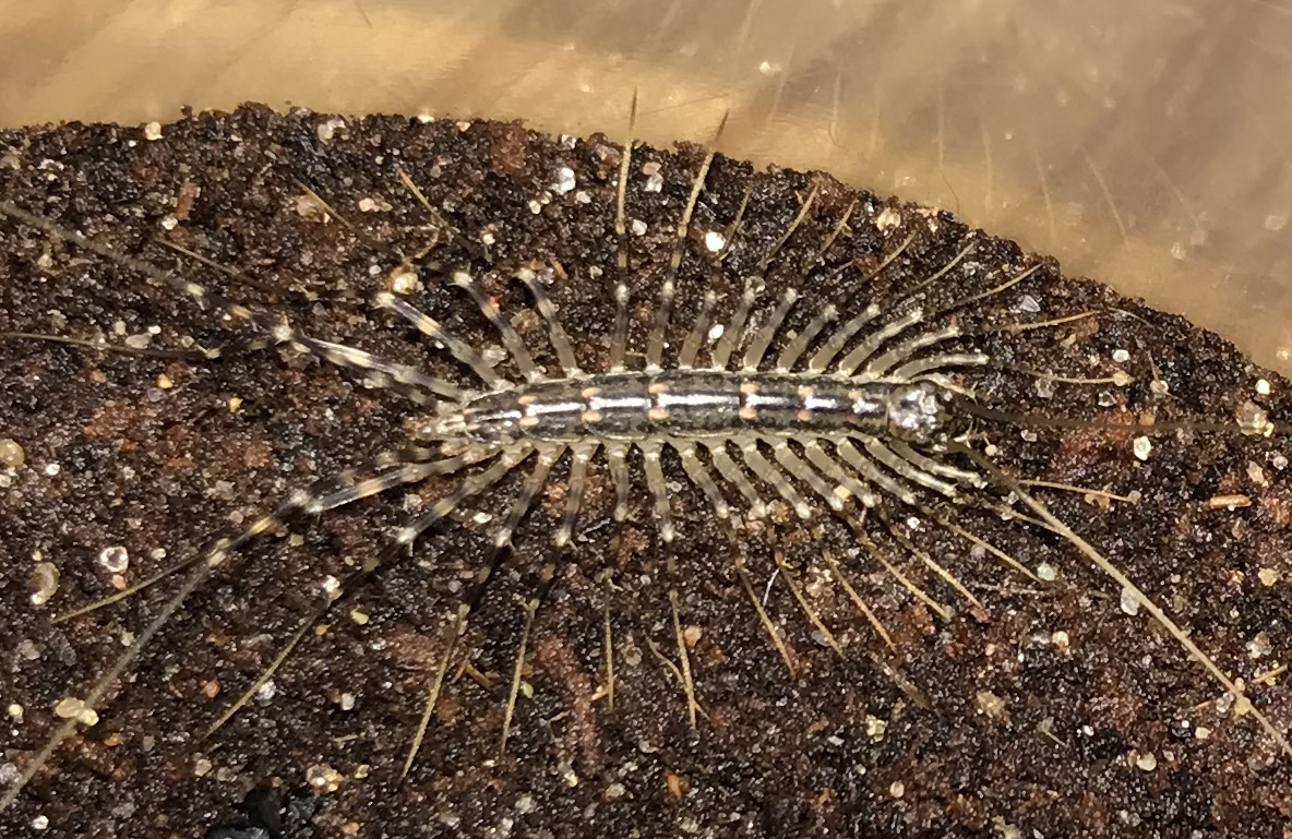 House Centipede (Scutigera coleoptrata) #1