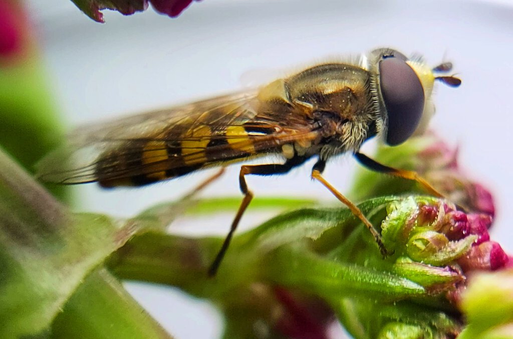 Hoverfly