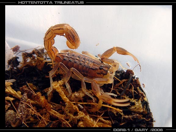 HTrilineatus