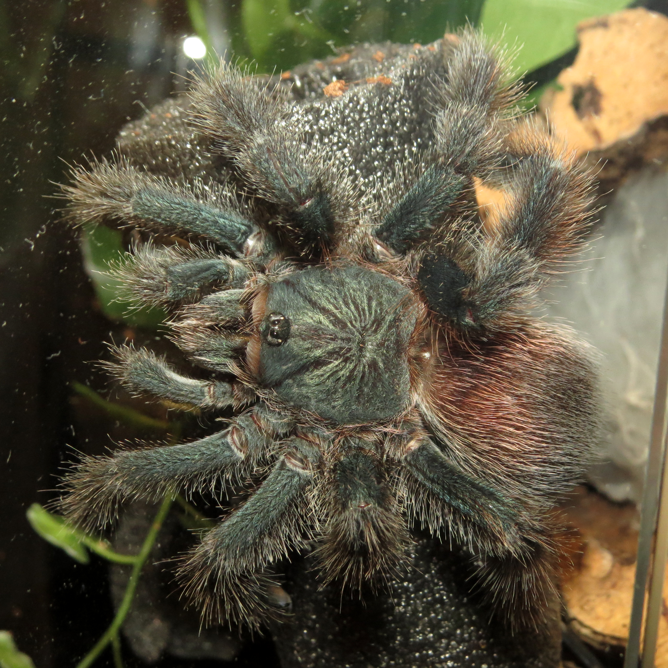 Hug (♀ Avicularia avicularia 5")