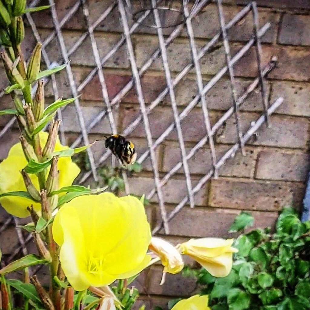 Huge bee visiting flower