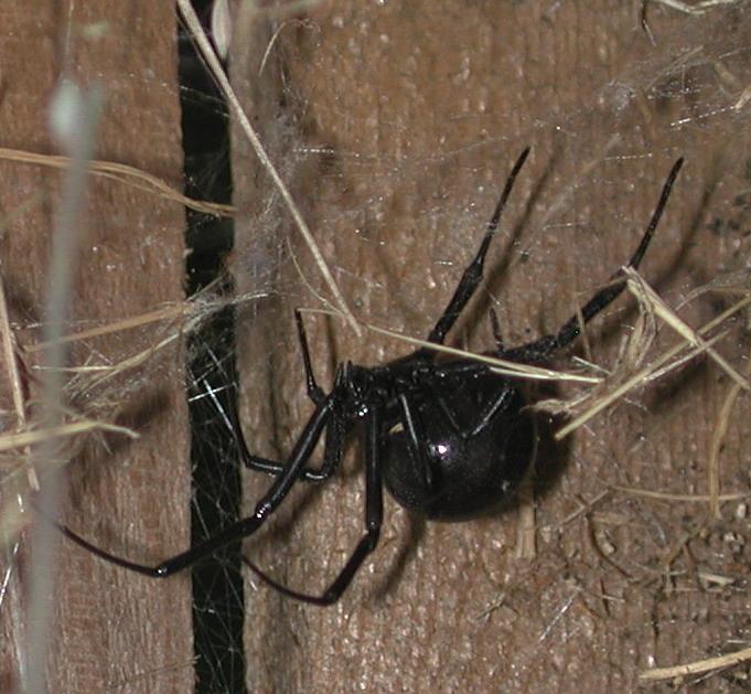 huge black widow