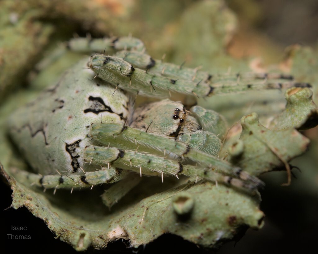 Humpbacked orbweaver