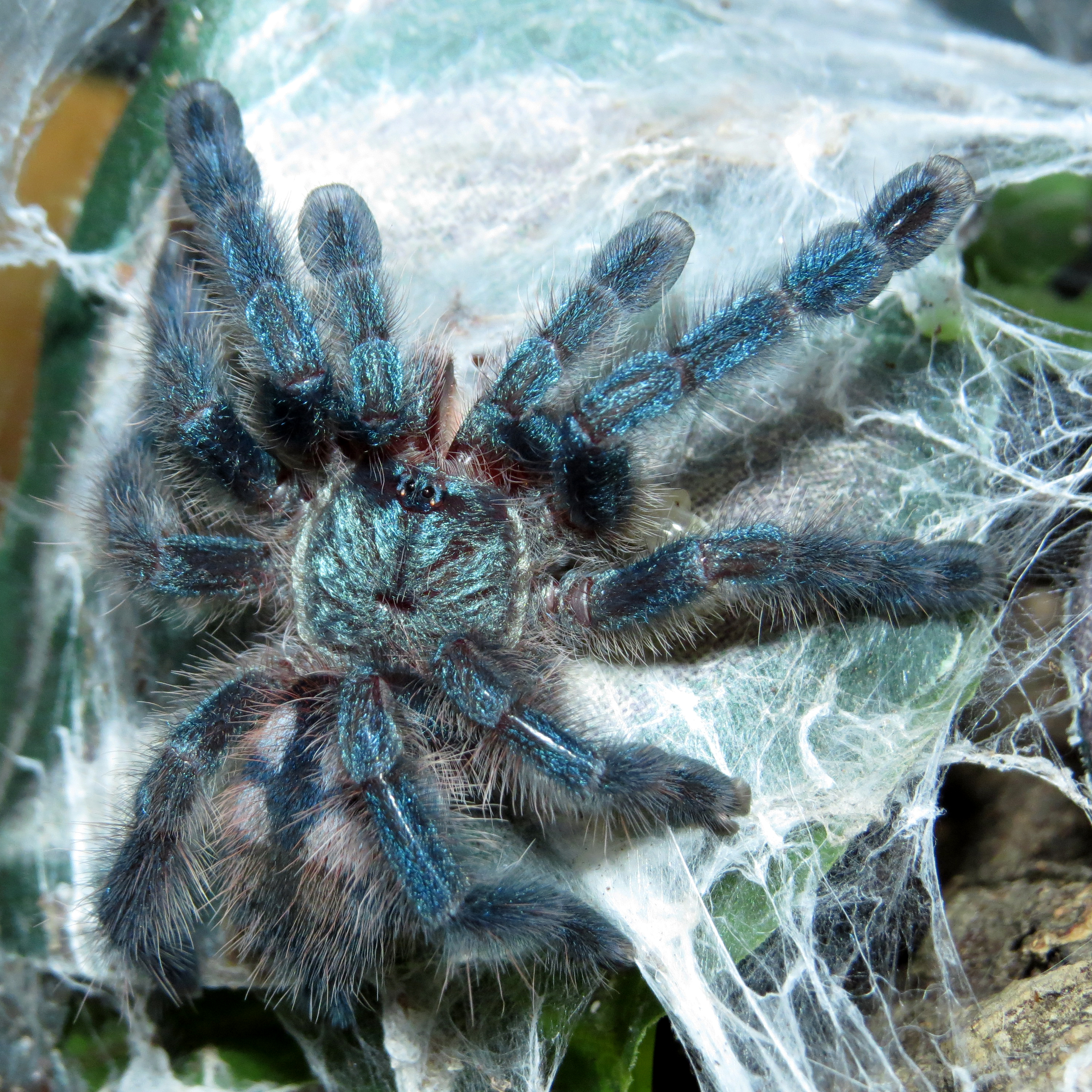 Hungry Blueberry (Caribena versicolor 1"+)