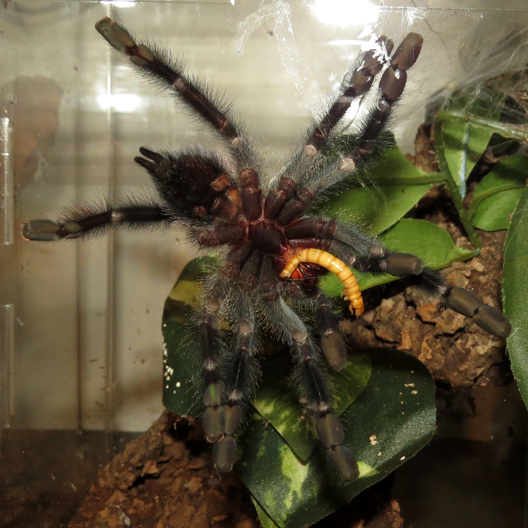 Hungry Princess (♀ Avicularia avicularia 4.5") [1/2]