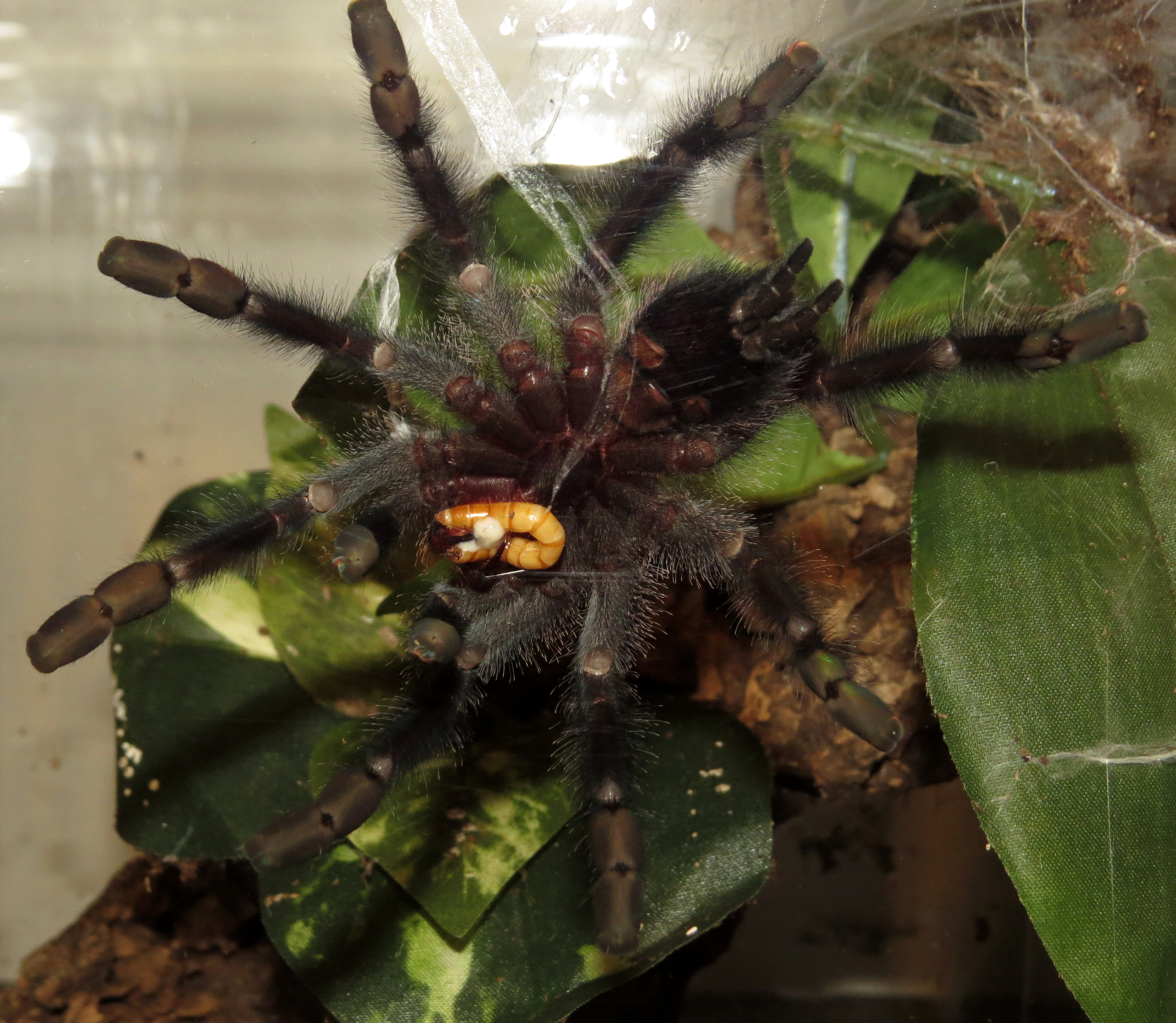 Hungry Princess (♀ Avicularia avicularia 4.5") [2/2]